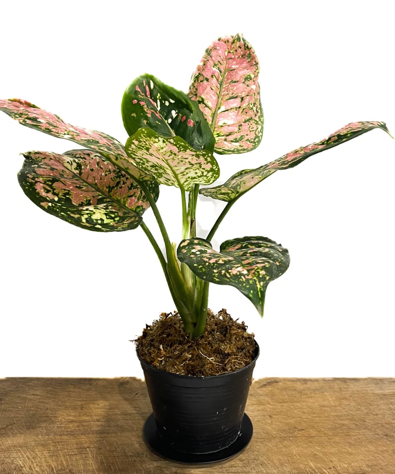 特別企画　新春セール　Aglaonema アグラオネマ　トリカラー　メタリカ　③ その他観葉植物