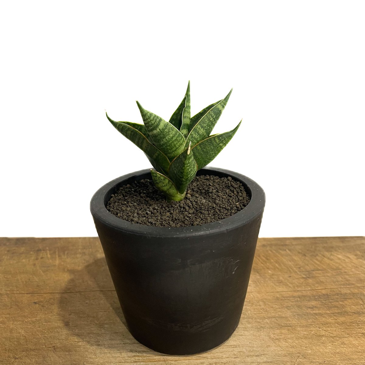 サンセベリア シンドロ「Sansevieria Sindro」36E-1 | SHOUCHIKUEN サンセベリア シンドロ「Sansevieria Sindro」36E-1 | SHOUCHIKUEN