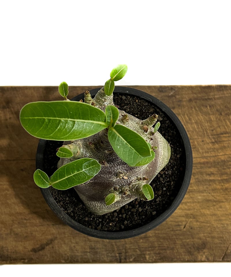 EMP アデニウム アラビカム ドワーフ ブラック / AD14 【公式通販】