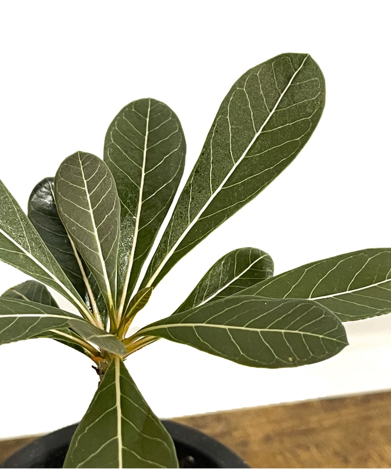 アデニウム ソコトラナム 純血 socotranum ソコトラ由来 種子]アデニウム・ソコトラナム純血 5粒の販売(Adenium