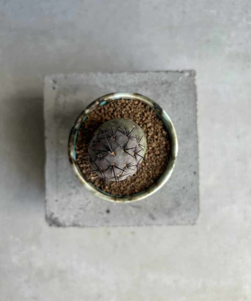 テフロカクタス ゲオメトリクス+ YON-HACHI 「Tephrocactus geomet