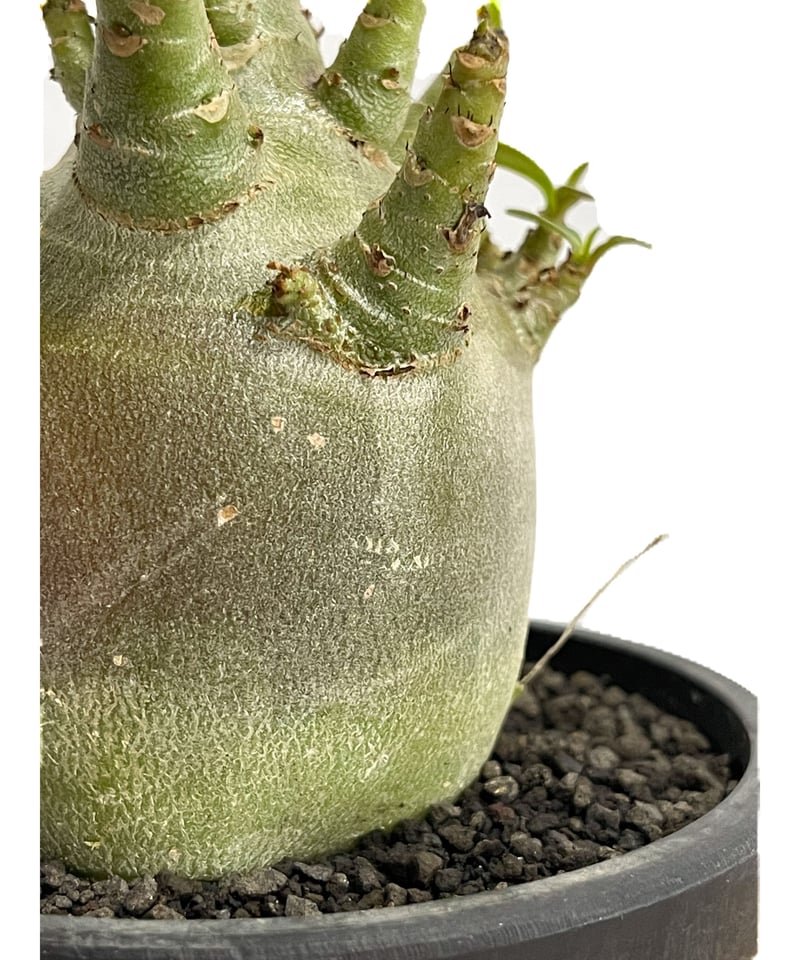 アデニウム アラビカムドワーフ タイプ “ブラック”「adenium arabicum