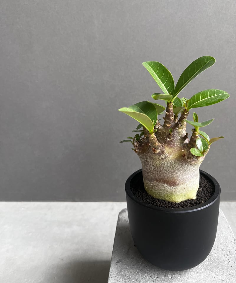 アデニウム アラビカム スーパー ドワーフ “ブラック” 「Adenium
