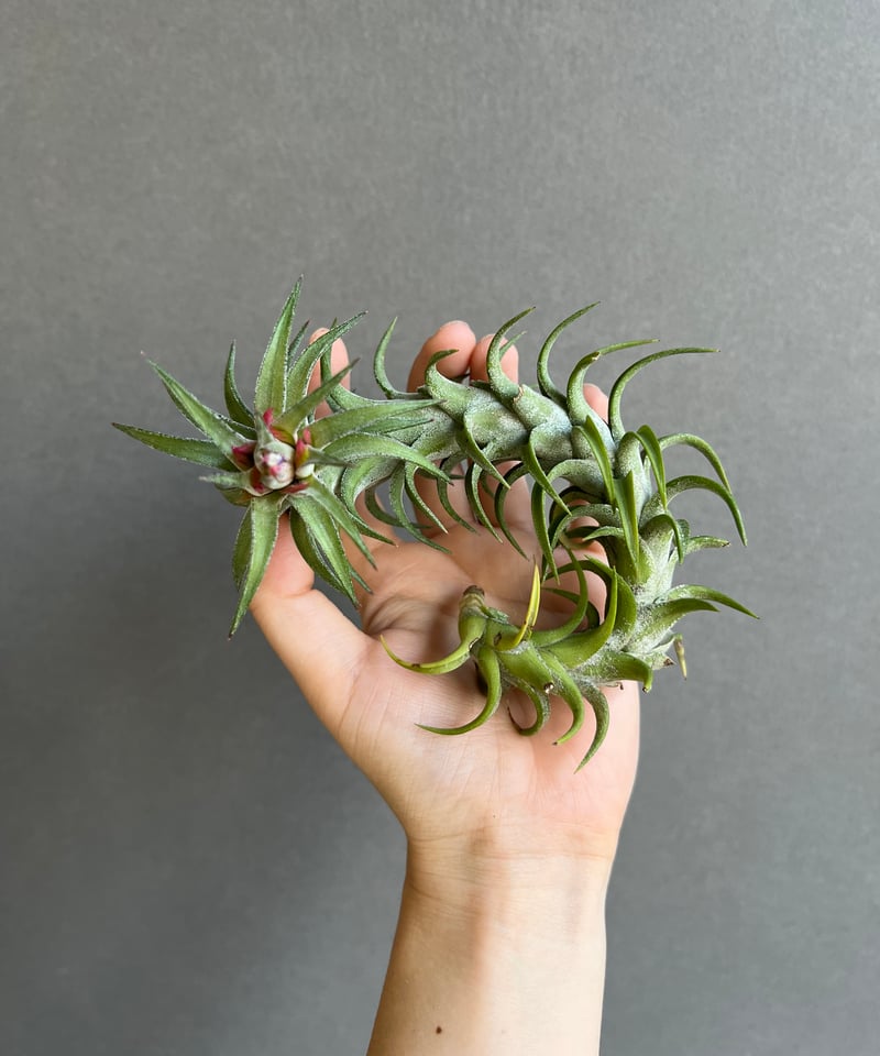 ティランジア バンハイニンギー 「Tillandsia vanhyningii 」93R |