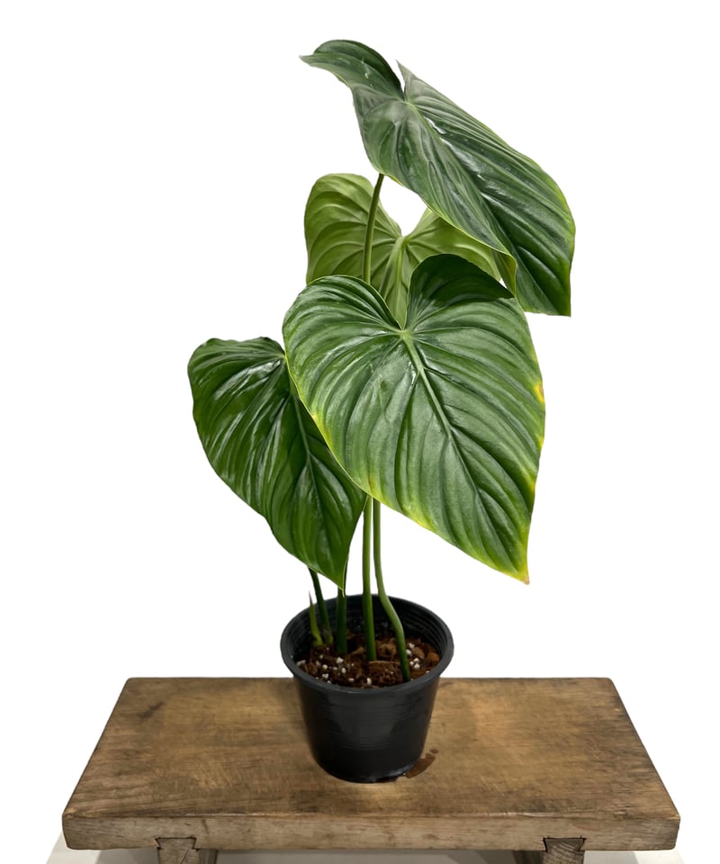 フィロデンドロン ペルタツム 「Philodendron peltatum」43K | SHO