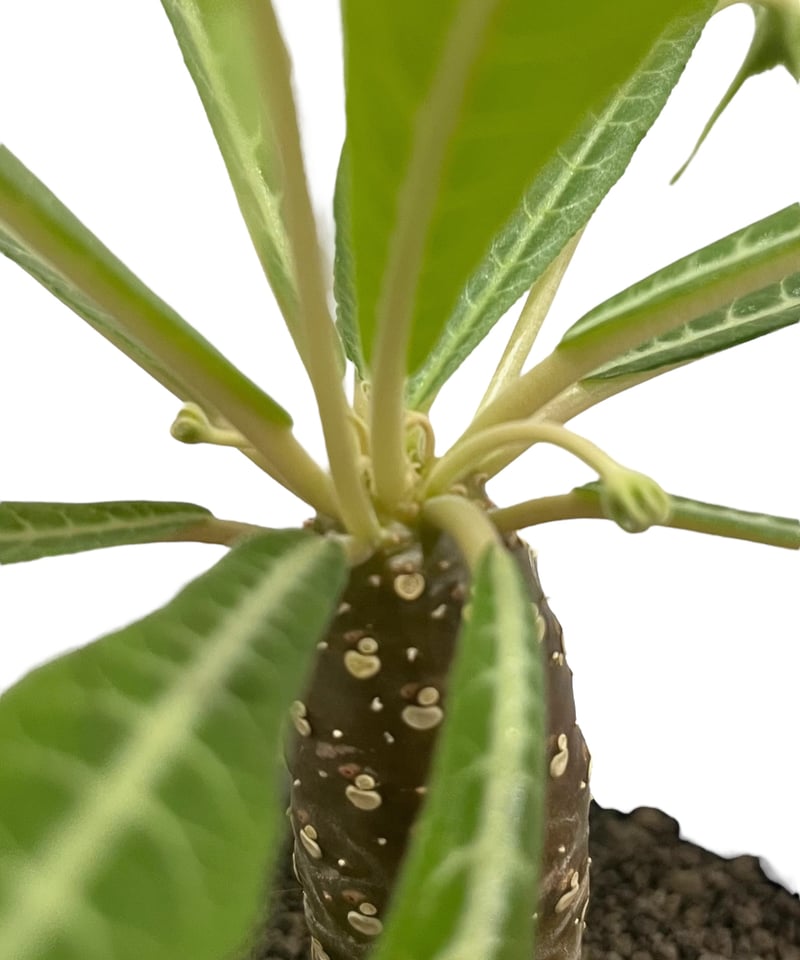 ドルステニア ランキフォリア (実生苗)「 Dorstenia crispa var.lanc