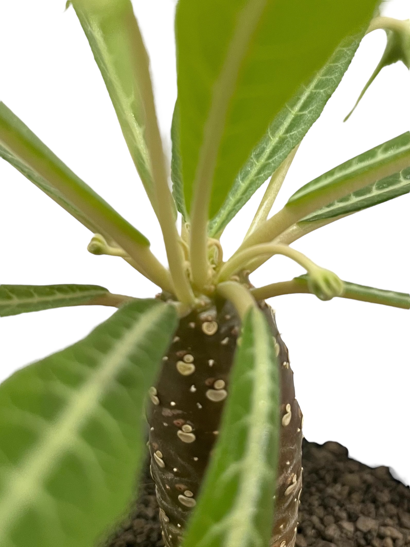 ドルステニア ランキフォリア (実生苗)「 Dorstenia crispa var.lanc