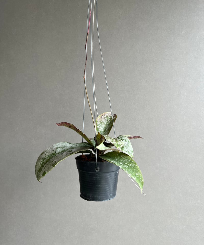 0901ホヤ ＊Hoya ＊ latifolia ＊silver＊ラティシルバー 0901ホヤ ＊Hoya ＊ latifolia ＊silver＊ラティシルバー
