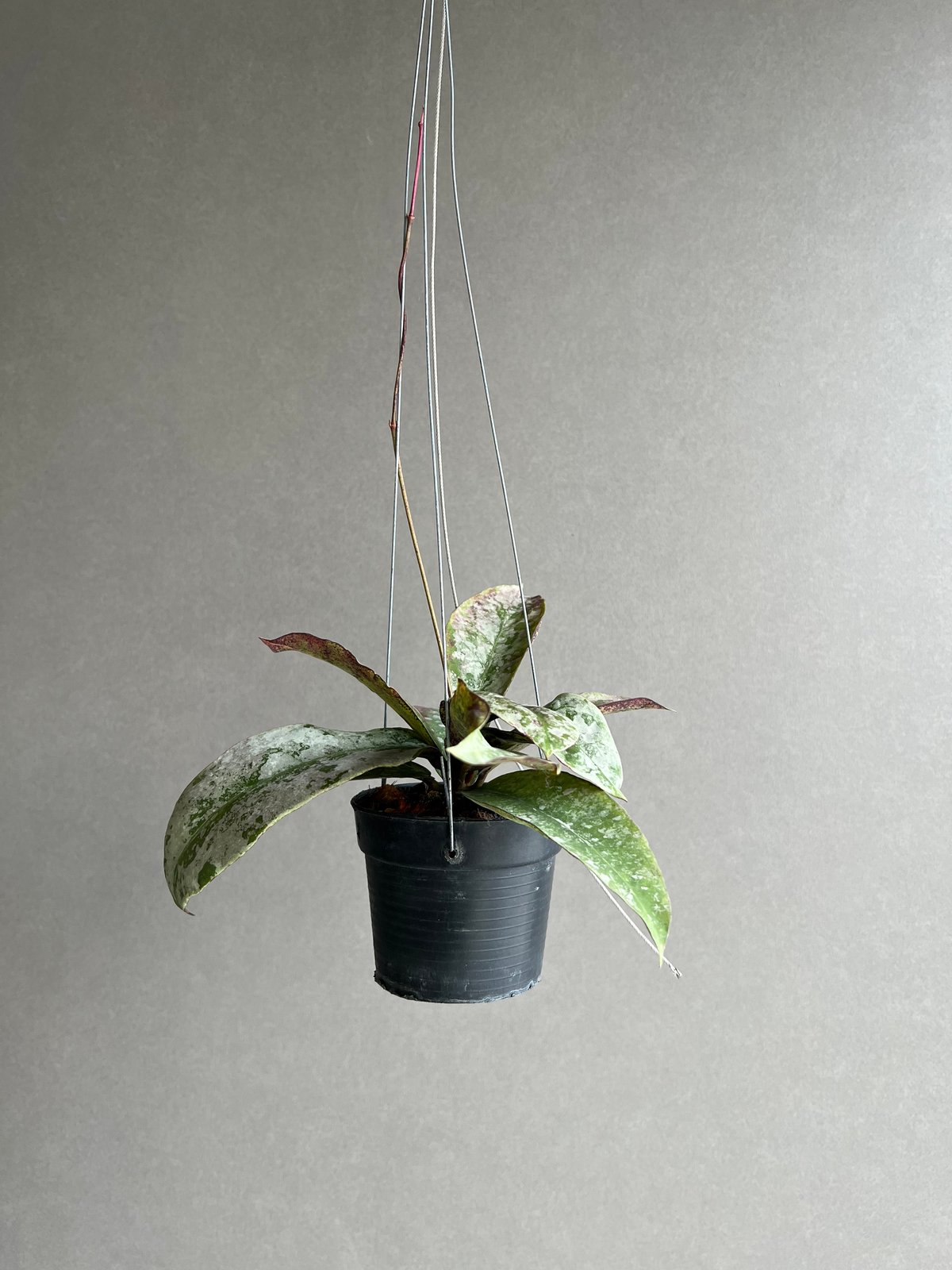 ホヤミトラタ シルバー 「Hoya mitrata Silver」56X | SHOUCHIKUEN