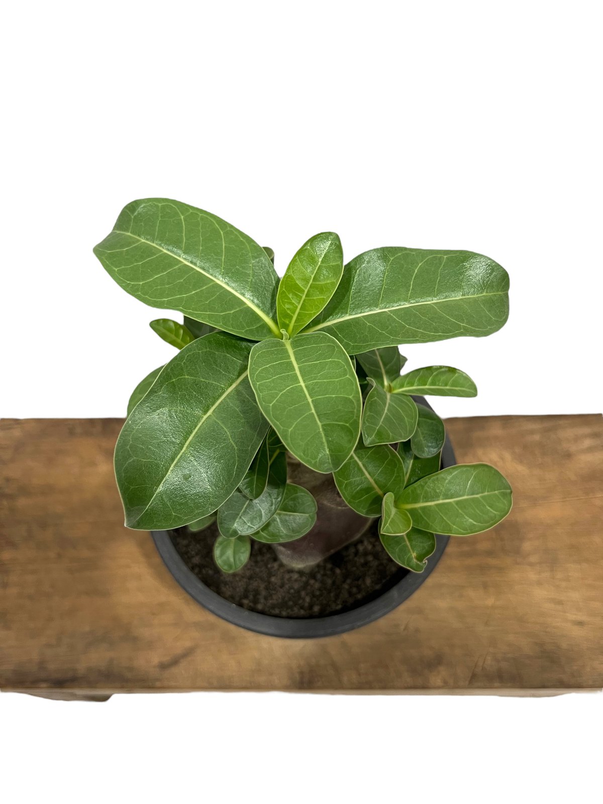 アデニウム アラビカム スーパー ドワーフ “ブラック”「Adenium