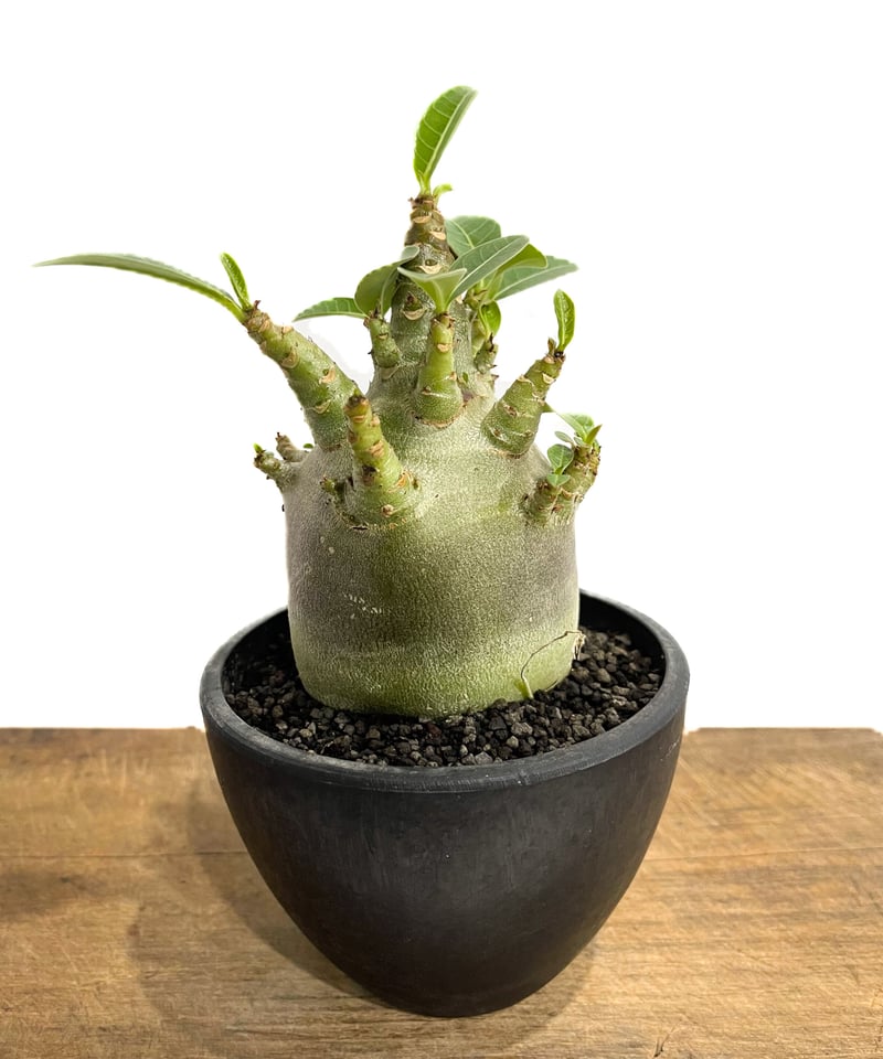 アデニウム アラビカムドワーフ タイプ “ブラック”「adenium arabicum