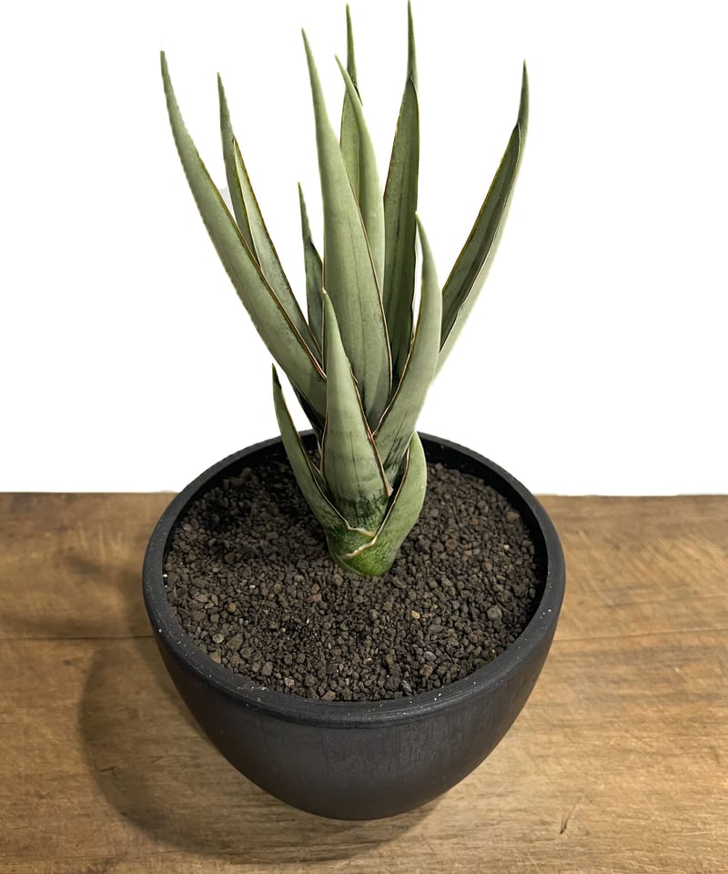 サンセベリア ヘルファイア「Sansevieria Hellfire」13F-1 | SHOU