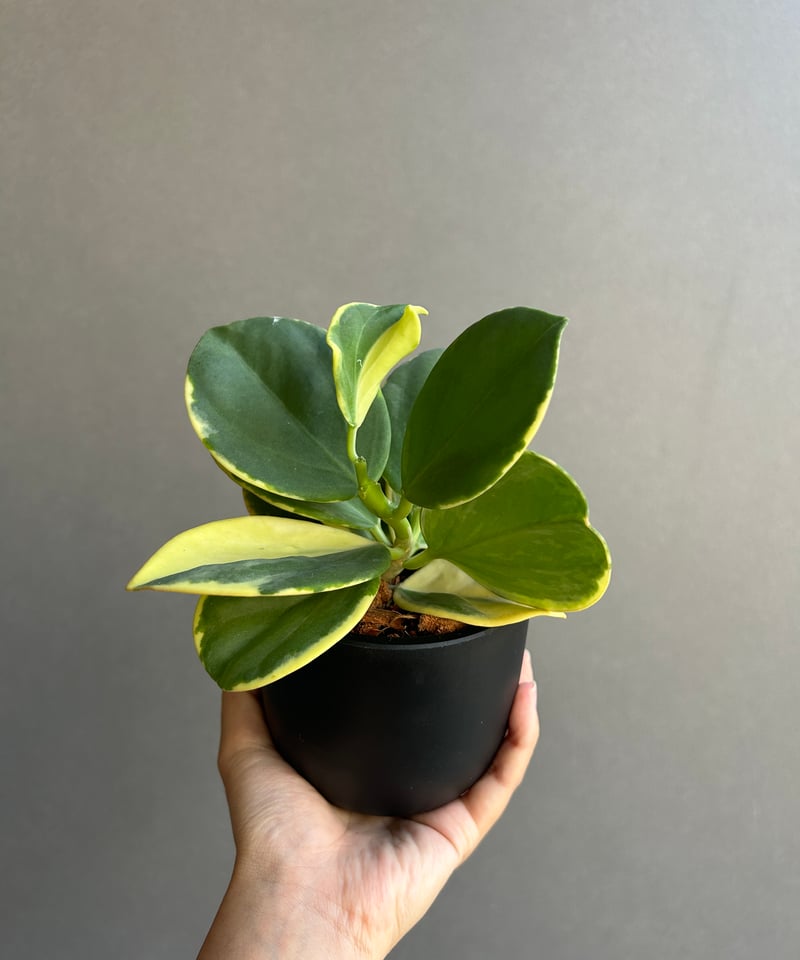 専用＊ Hoya マダラグリーンエッジ/スラウェシアナ アルボ 2026年最新