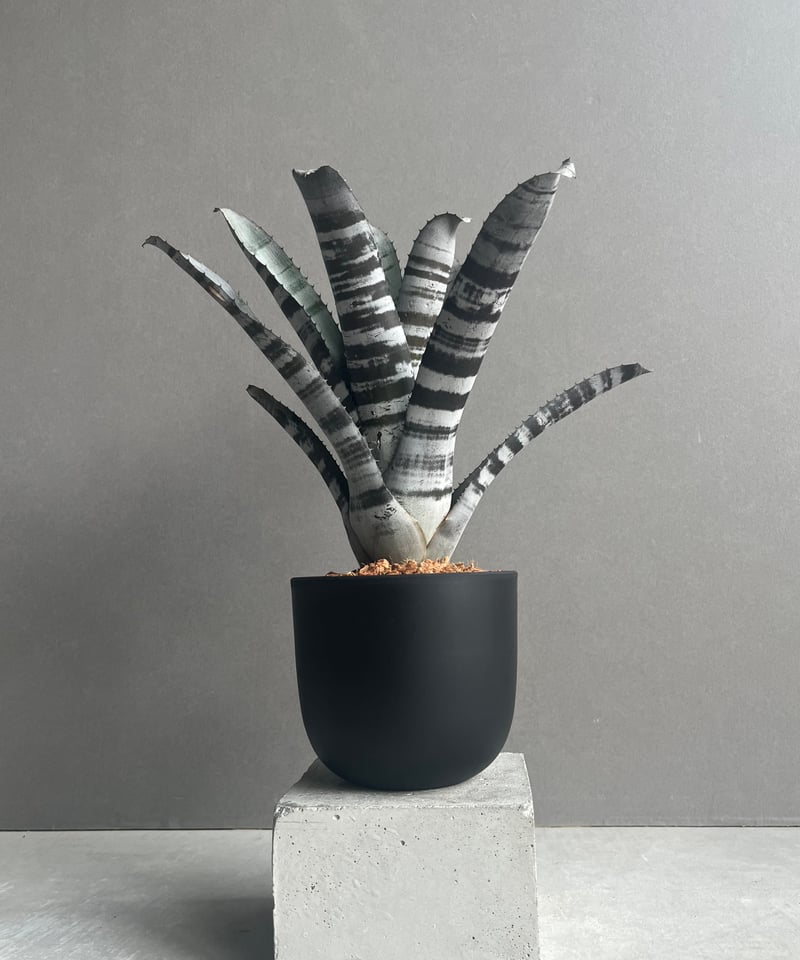 エクメア チャンティニー ブラック セレクト 「Aechmea chantinii Black