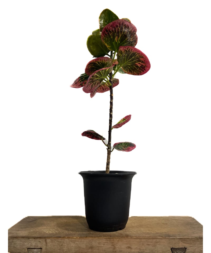 クロトン ハイブリッド「Codiaeum variegatum hybrid」6/30-888