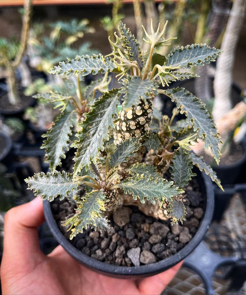 ドルステニア ホルウッディ 多頭タイプ 「Dorstenia horwoodii」4/20-3