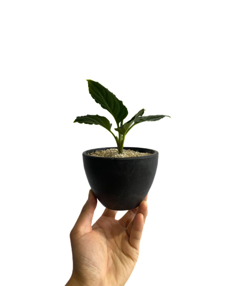アグラオネマ メタリカ「Aglaonema Metallica」77E-1 | SHOUCHI アグラオネマ メタリカ「Aglaonema Metallica」77E-1 | SHOUCHI