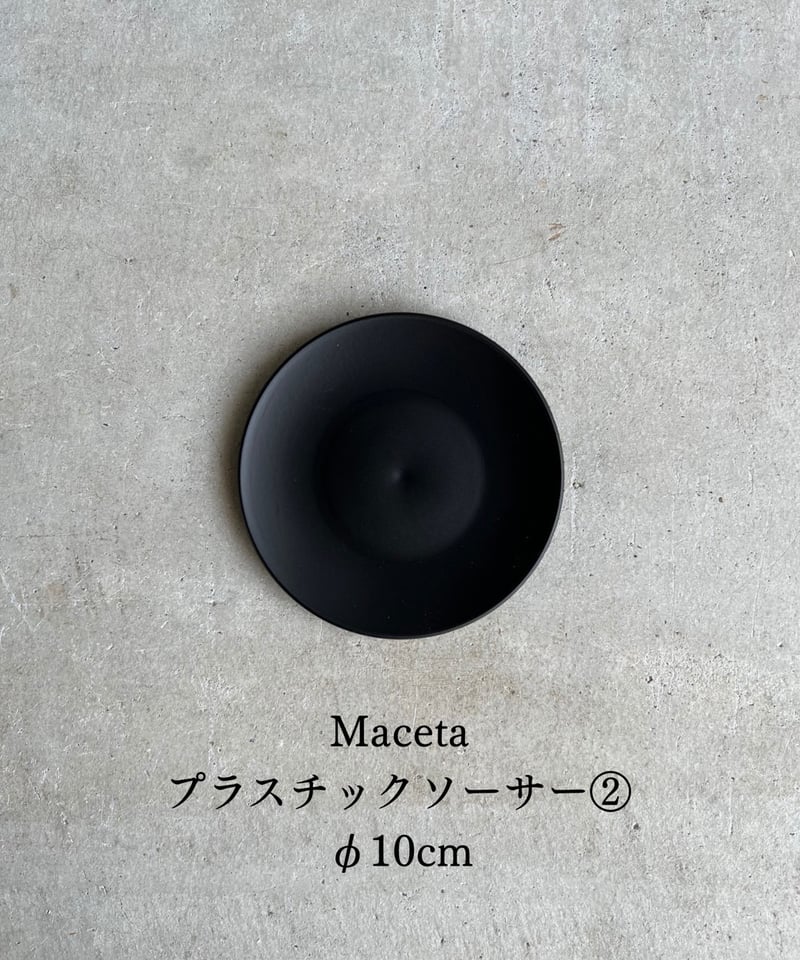 ギムノカリキウム フリードリッヒィ VOS1241 KG “選抜個体”(実生