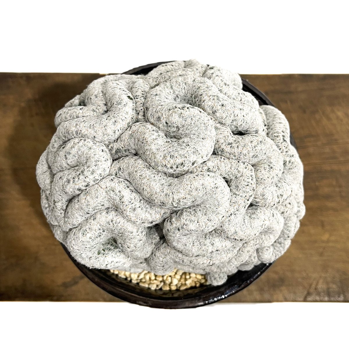 姫春星　綴化　脳みそ　サボテン　マミラリア マミラリア 姫春星 綴化 +YON-HACHI「Mammillaria humboldtii