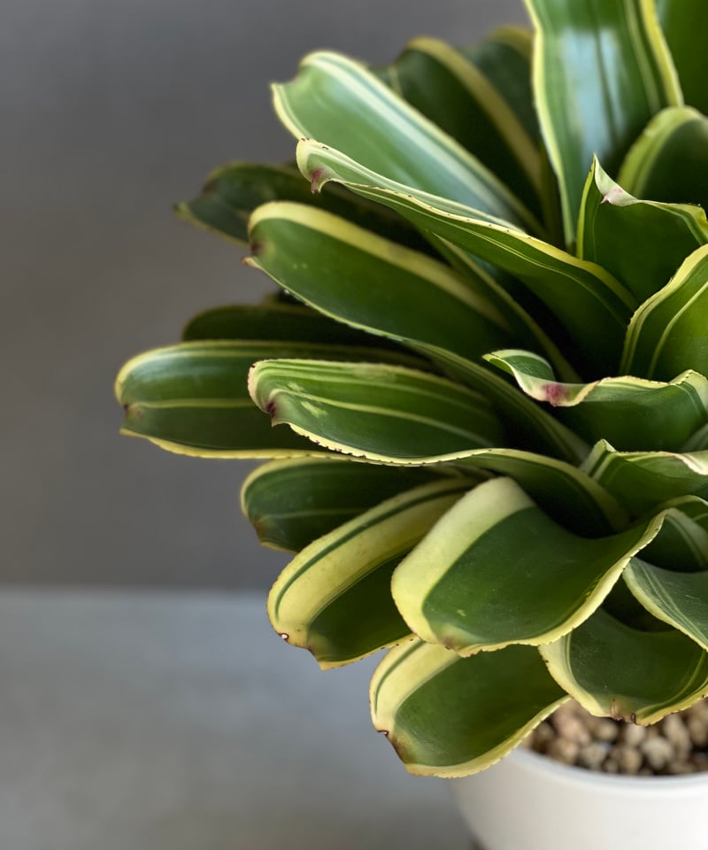 ネオレゲリア 9N x スノウデン 「Neoregelia 9N x Snowden」40X ネオレゲリア 9N x スノウデン 「Neoregelia 9N x Snowden」40X