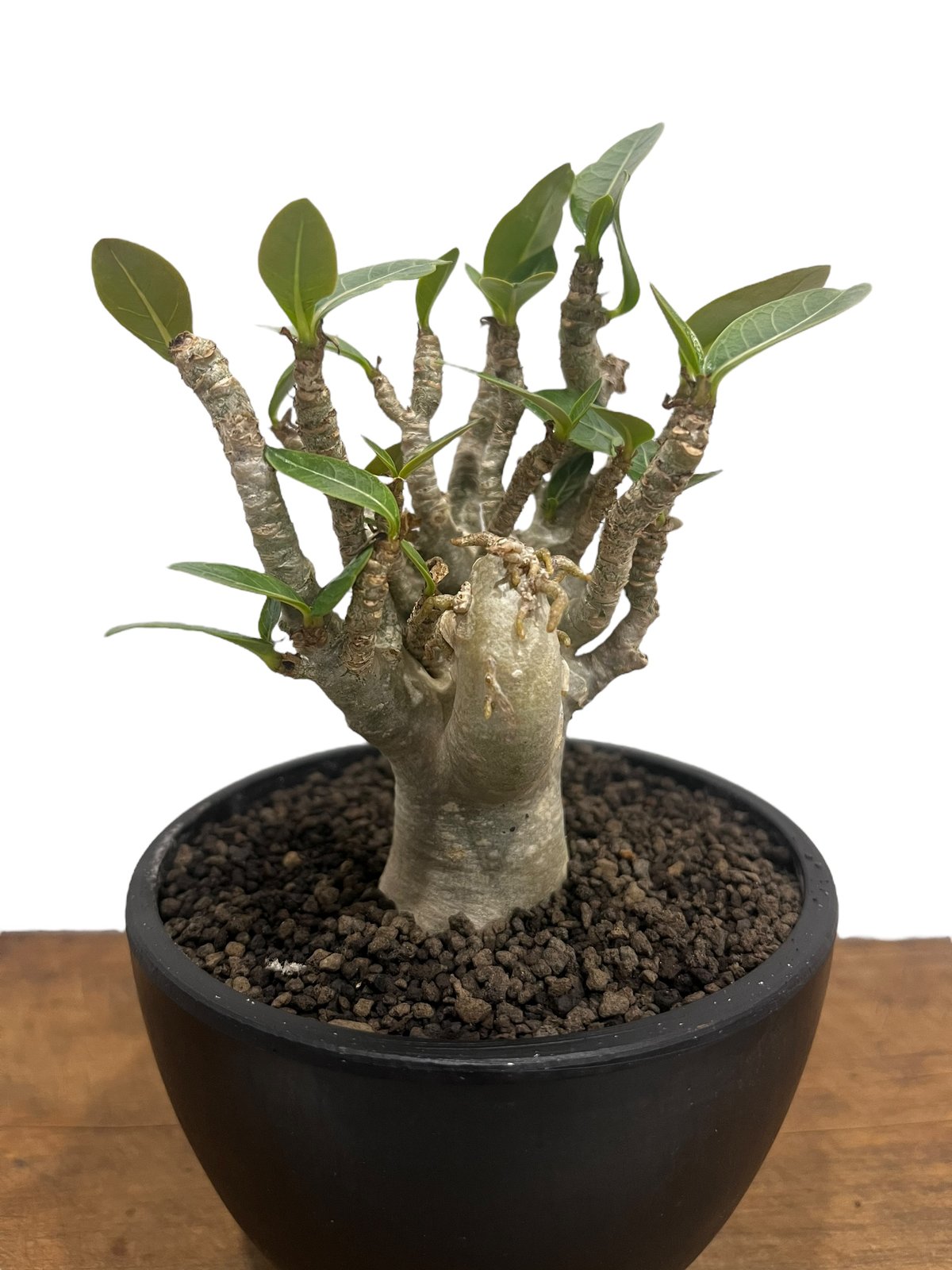 アデニウム オベスム “選抜個体” 「Adenium obesum “Select!」76U