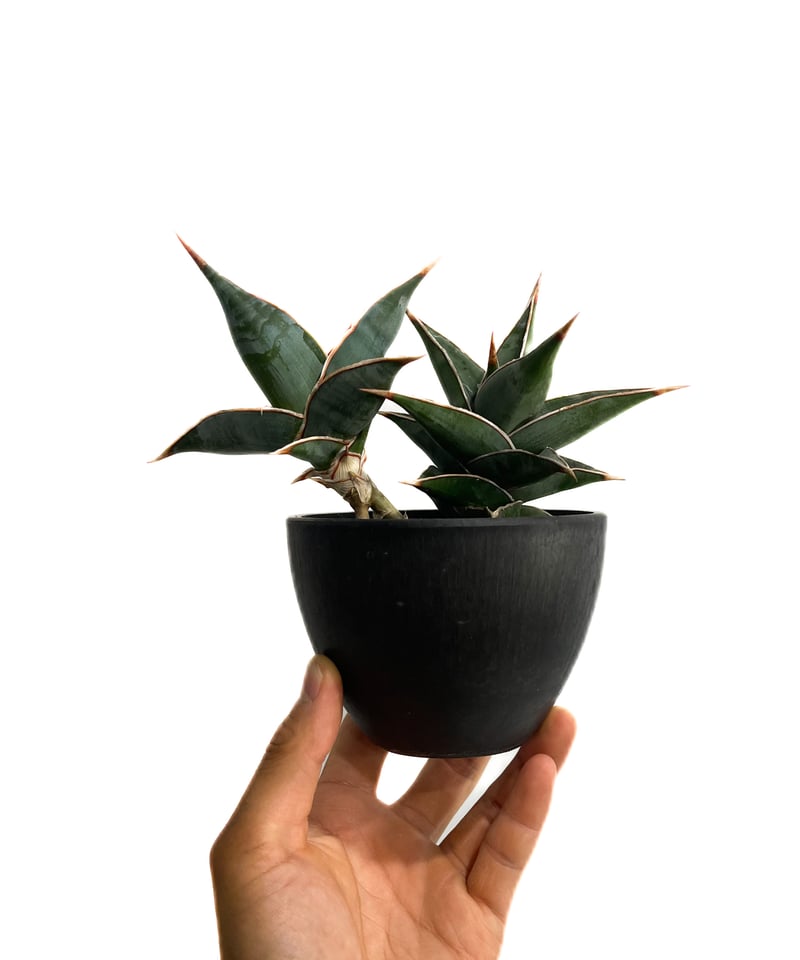 j*A様 サンセベリア ロリダ＆ピンギキュラ＆シーザー の３鉢での販売、梱包発送 j*A様 サンセベリア ロリダ＆ピンギキュラ＆シーザー の3鉢での