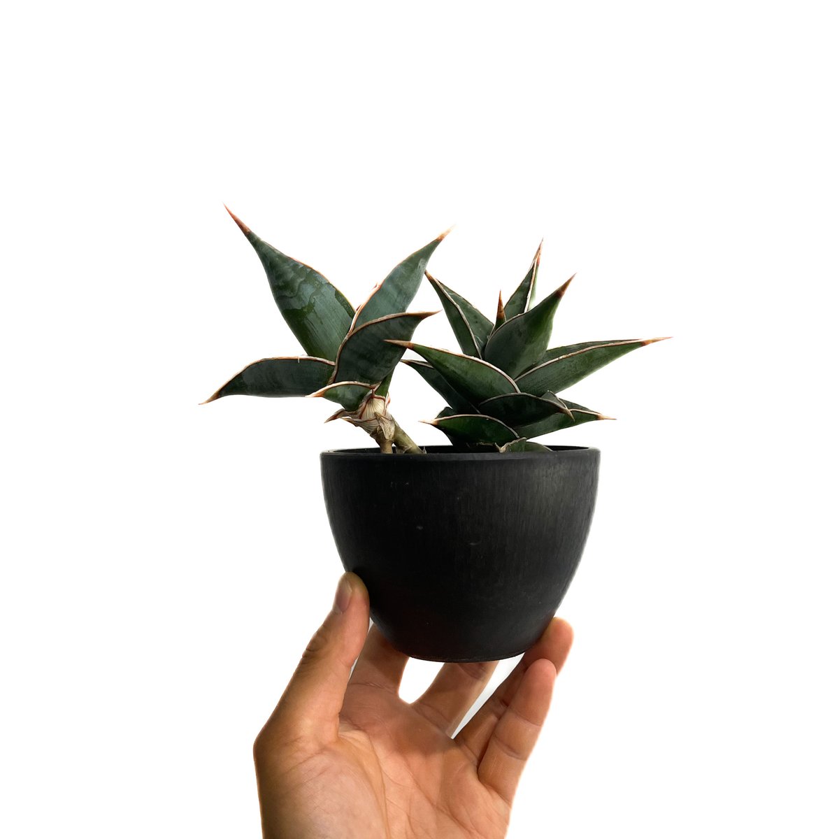 サンセベリア ピングイキュラ「Sansevieria pinguicula」34F-2 | S