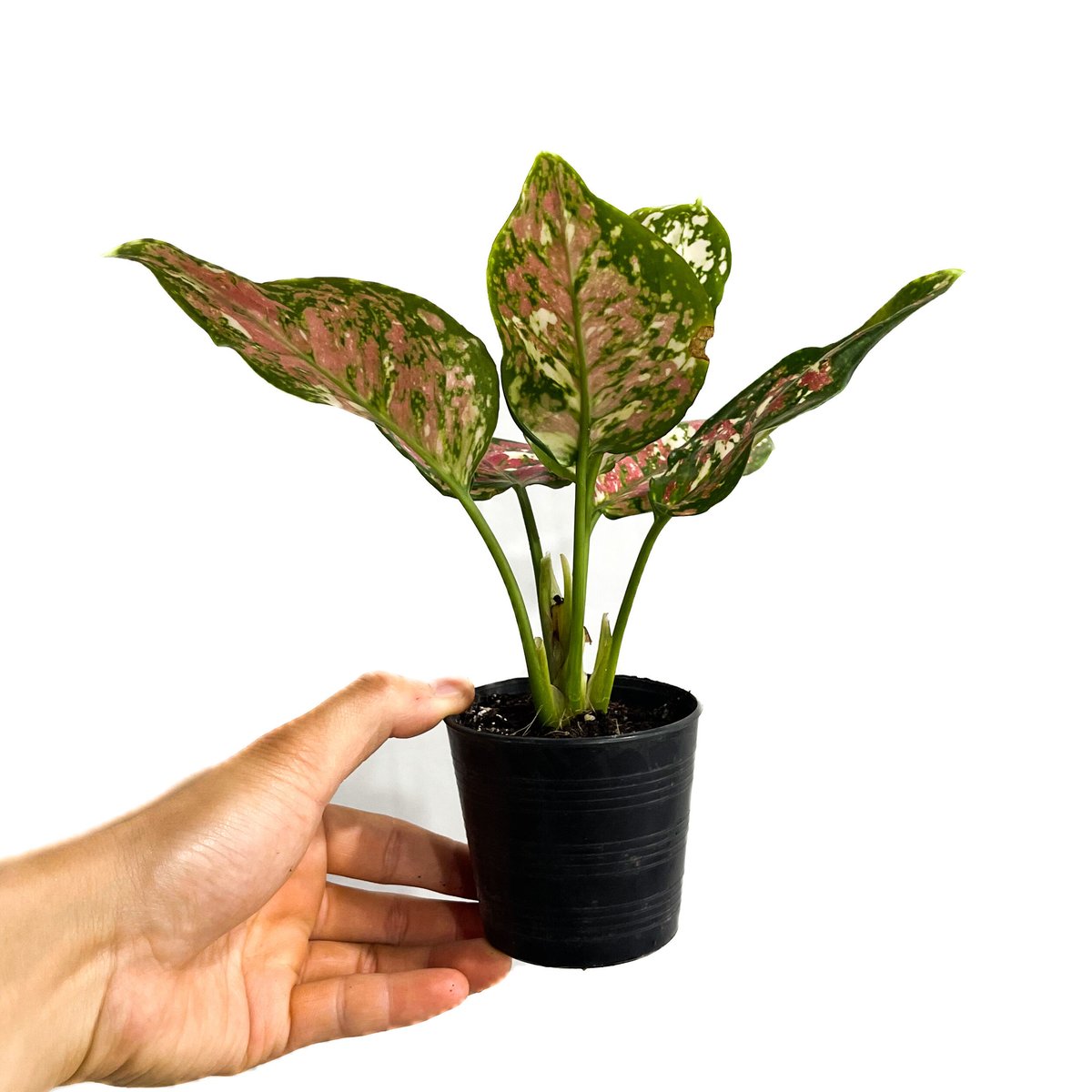 大型美品！見応え十分です！アグラオネマ　アンダマン　子株あり Aglaonema pictum var. tricolor アンダマン諸島 ポートブレア北部地域