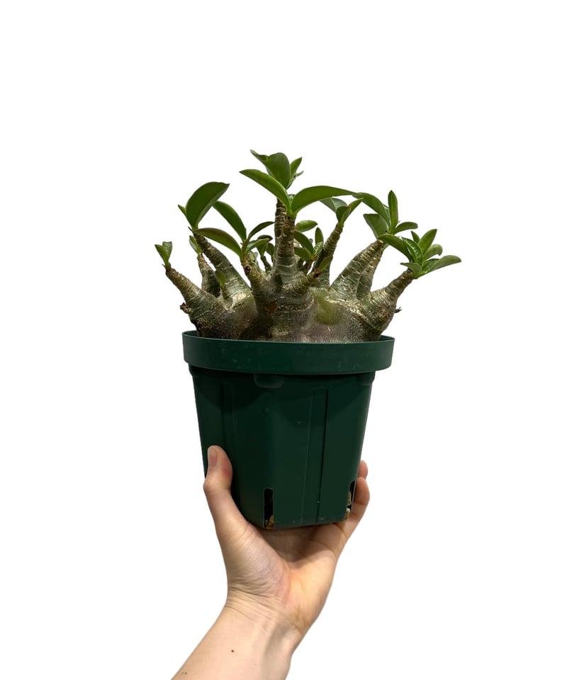 EMP アデニウム アラビカム ドワーフ ブラック / AD14 アデニウム アラビカム スーパー ドワーフ “ブラック” 「Adenium