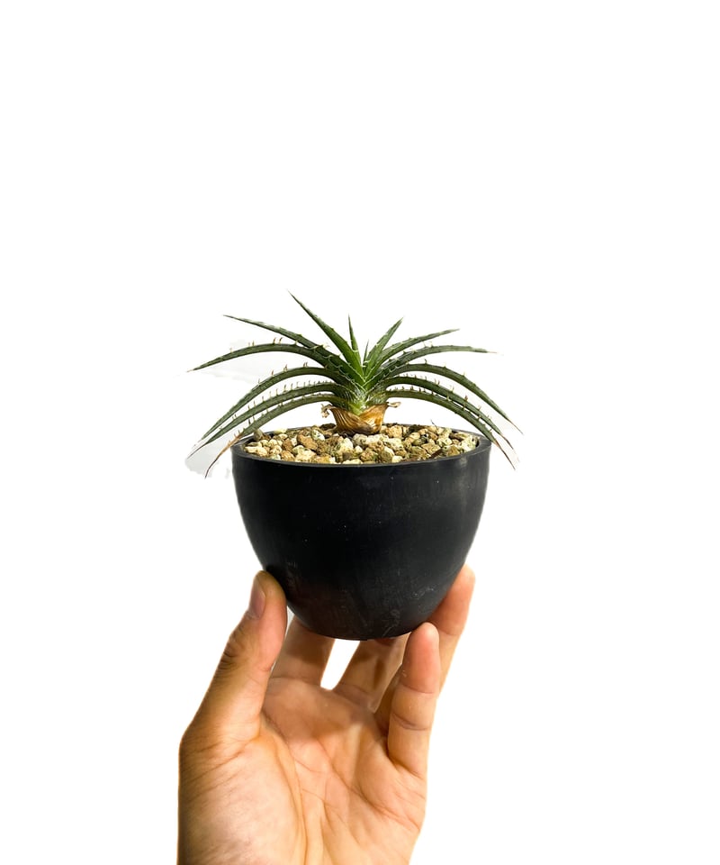ディッキア スマイル (ドワーフ タイプ ハイブリッド)「Dyckia Smile