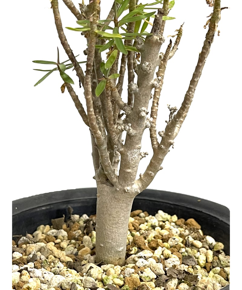 ユーフォルビア　バルサミフェラ ユーフォルビア バルサミフェラ「 Euphorbia balsamifera」7/30