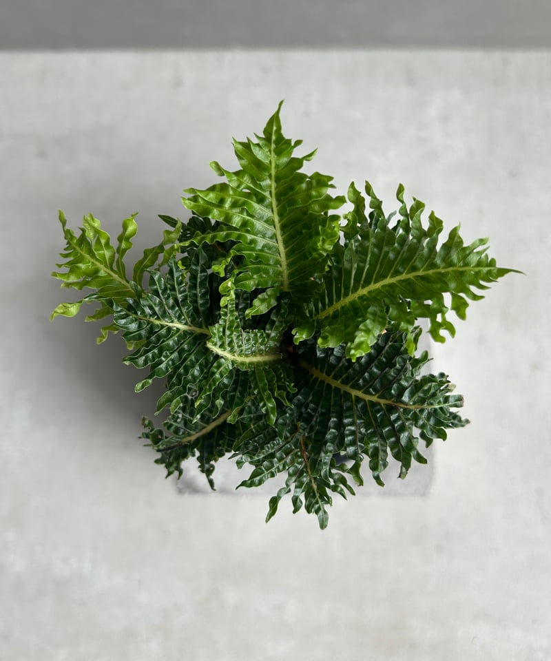 ブレクナム ギッバム ドワーフ 「Blechnum gibbum Dwarf 」67H | S