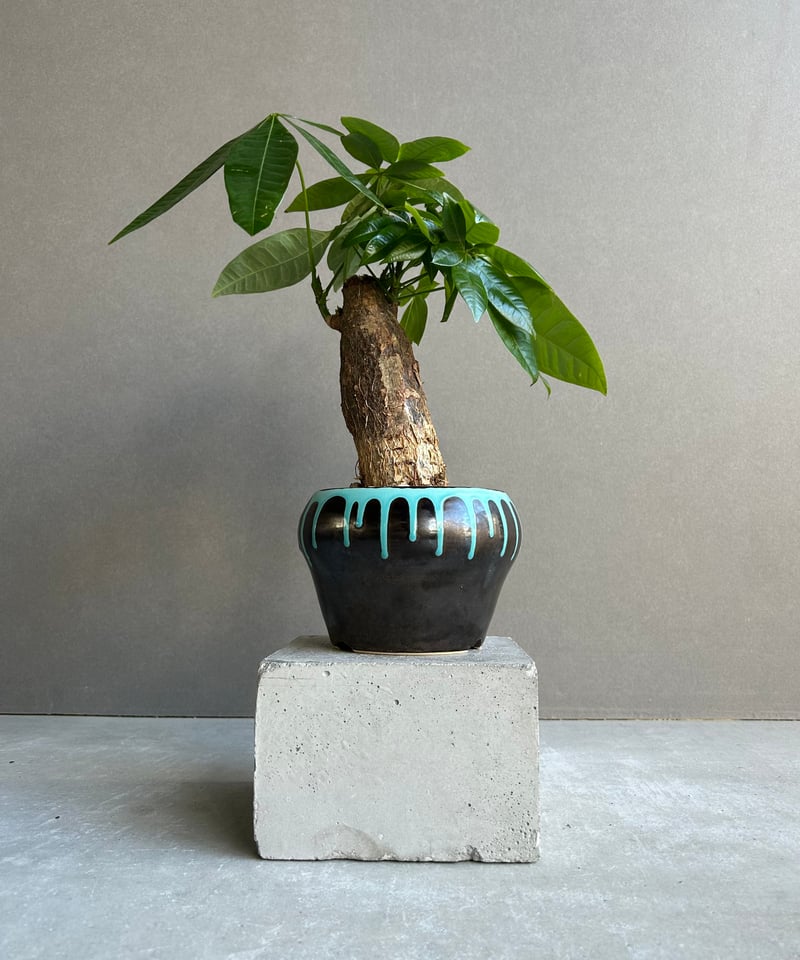 パキラ “選抜個体” + YON-HACHI 「Pachira “Select”」47M |