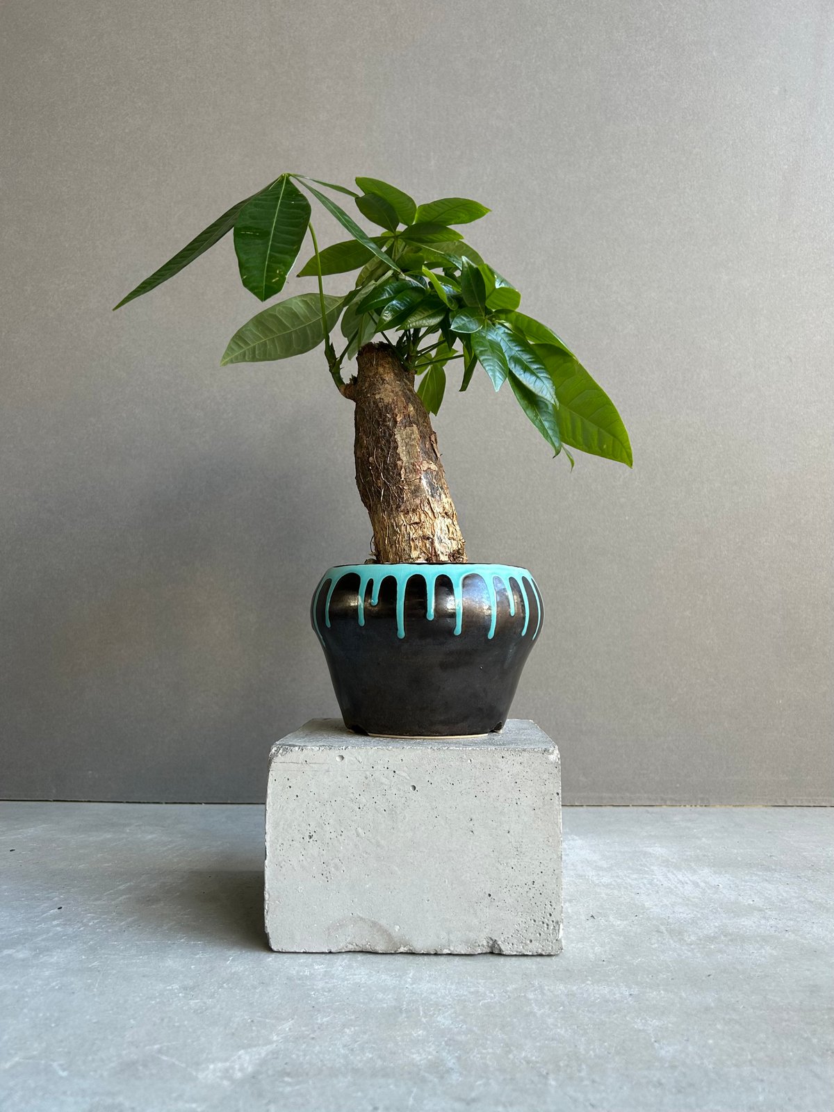 パキラ “選抜個体” + YON-HACHI 「Pachira “Select”」47M |