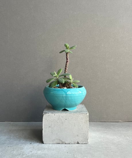 アエオニウム　ベストコンディション Apex (34/96 LMM) – Petosa Accordions