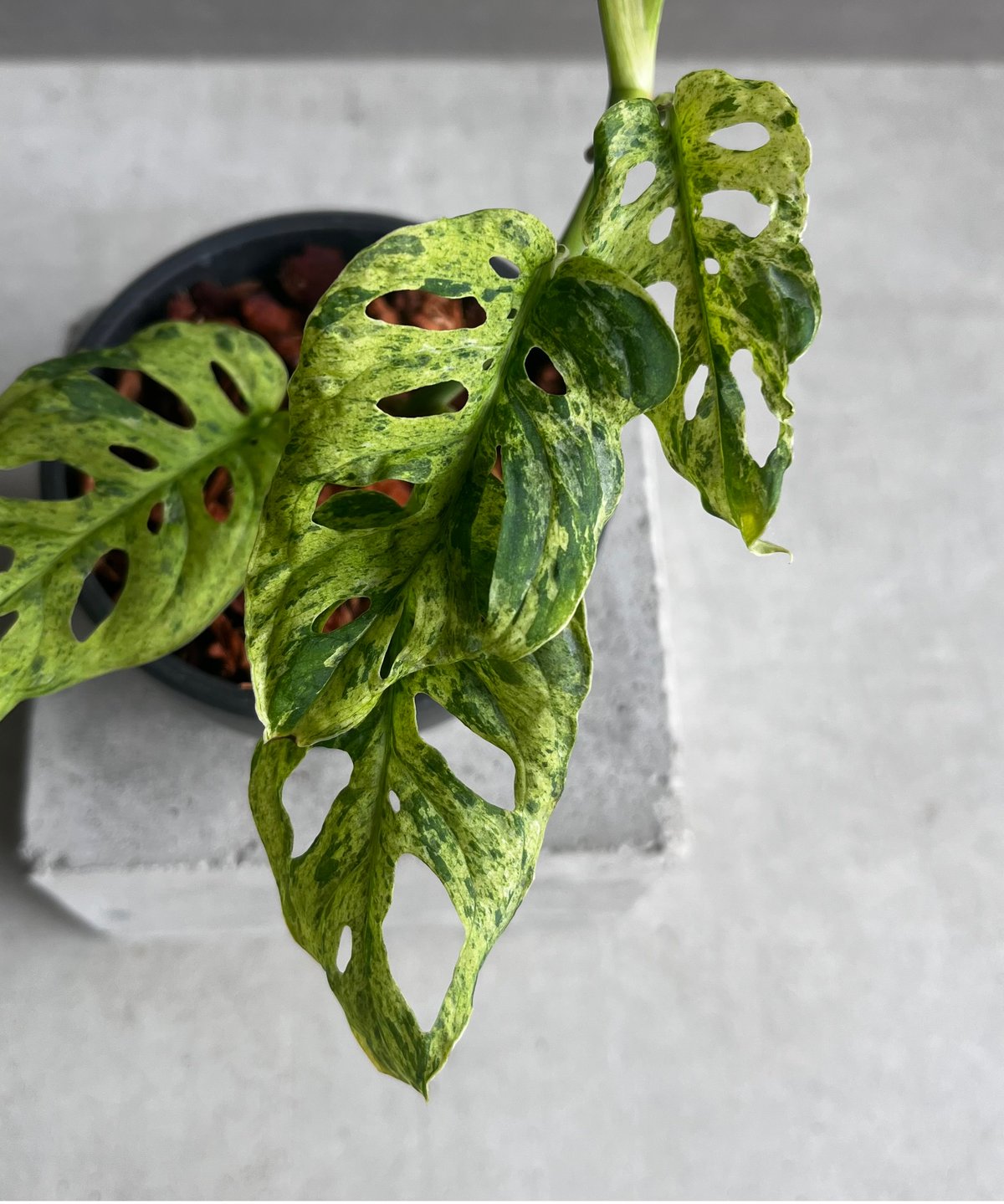 モンステラ ラニアタ ミント 斑入 「Monstera laniata mint
