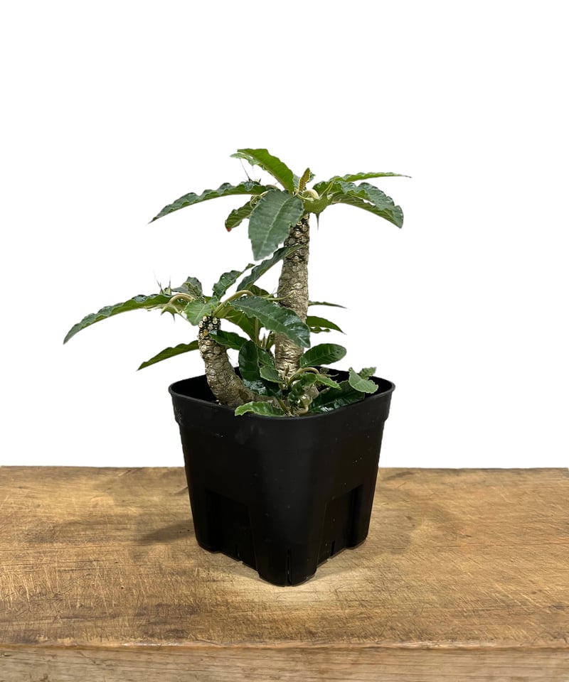 ドルステニア フォエチダ “多頭タイプ” 「Dorstenia foetida」55K | S