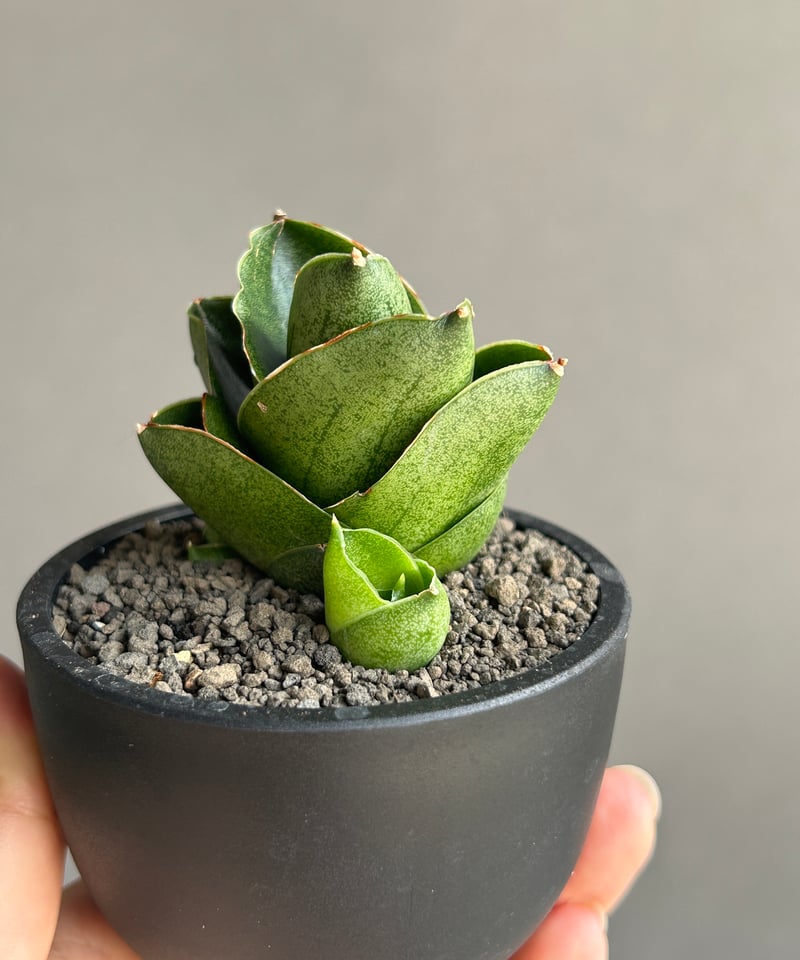 サンセベリア ベンジャロン「Sansevieria Benjarong (by Unyaman
