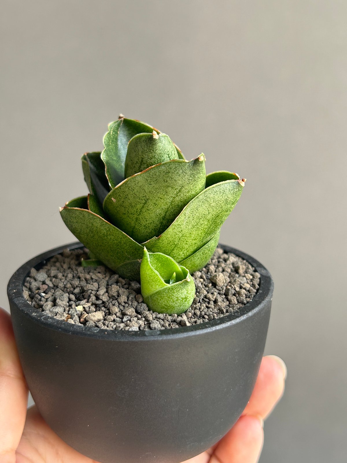サンセベリア ベンジャロン「Sansevieria Benjarong (by Unyaman