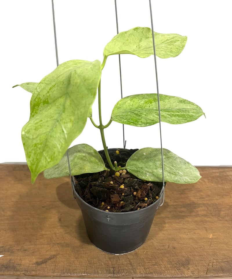 ホヤ コリアセア シルバー 「Hoya coriacea Silver」71R | SHOUC