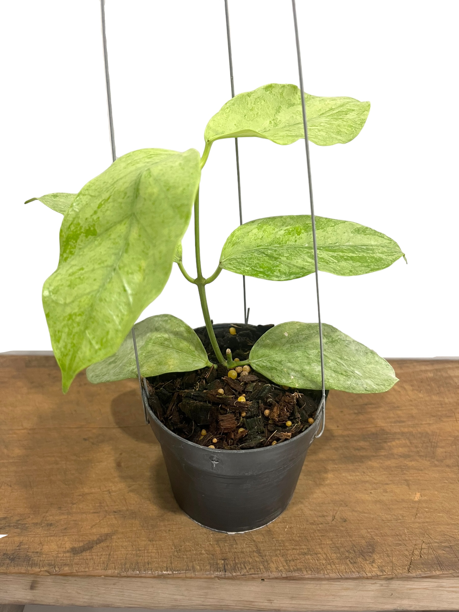 ホヤ コリアセア シルバー 「Hoya coriacea Silver」71R | SHOUC