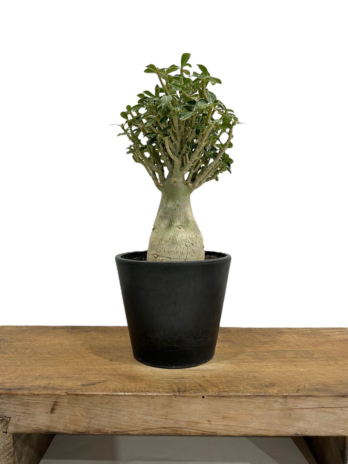 アデニウム タイ ソコトラナム(選抜個体)「Adenium Thai socotranum “
