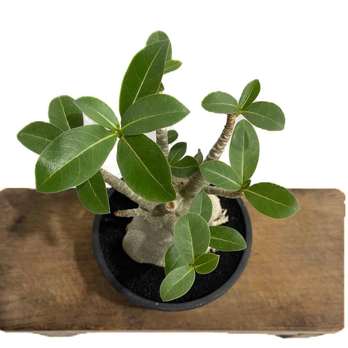 アデニウム アラビカム 「Adenium arabicum 」6/5-696 | SHOUCH