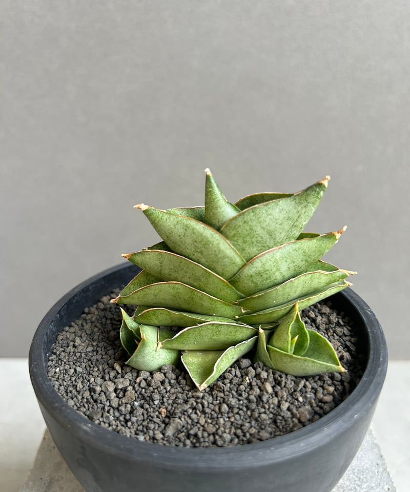 サンスベリア Sansevieria Sanruk サンセベリア サン ラック 「Sansevieria San Luk」31G | SHOUCH