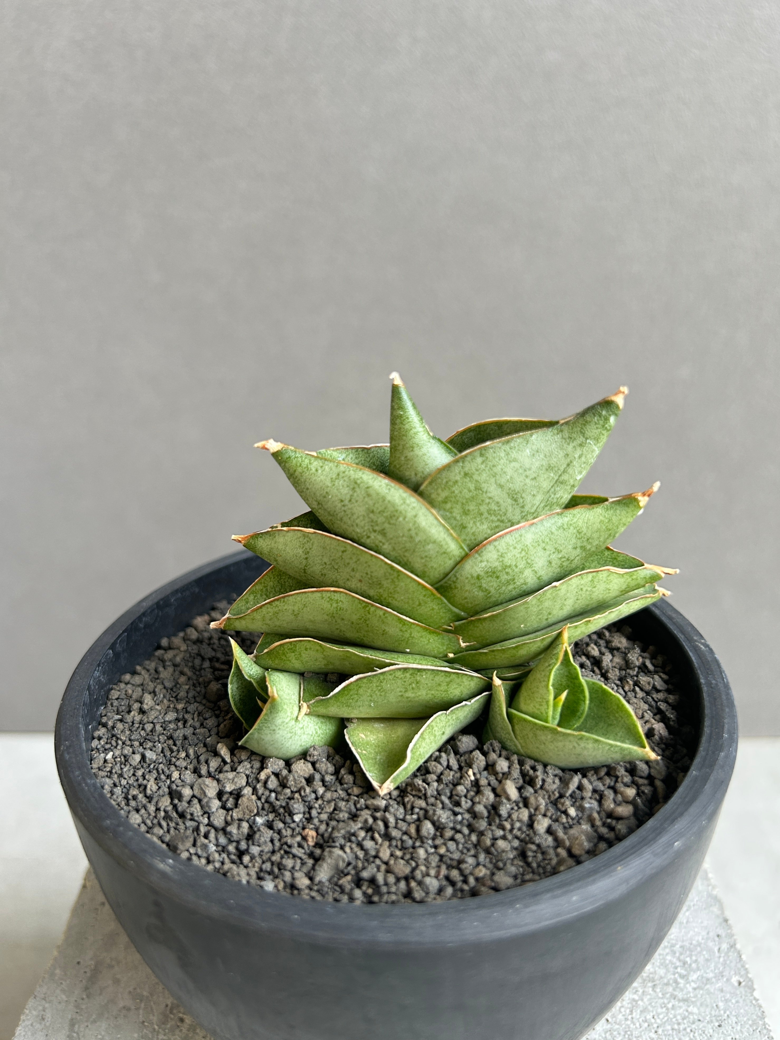 サンスベリア Sansevieria Sanruk A original