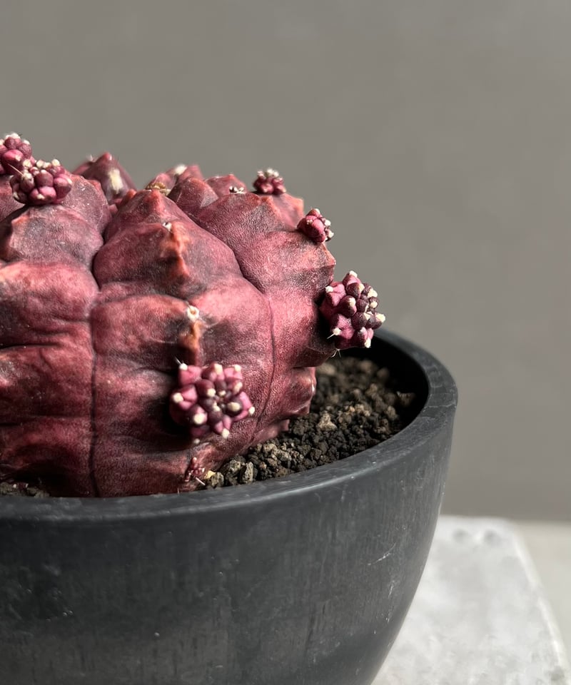 ギムノカリキウム デイドリーム (実生苗) 「Gymnocalycium cv. Day