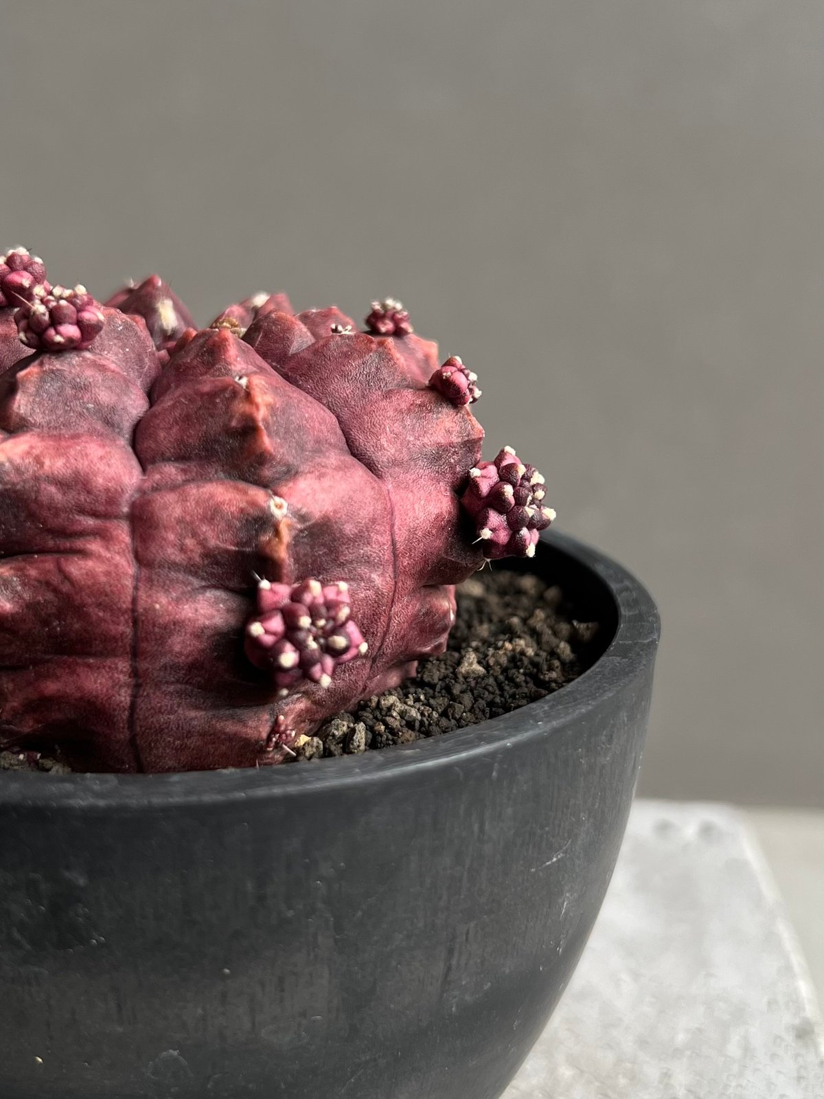 ギムノカリキウム デイドリーム (実生苗) 「Gymnocalycium cv. Day
