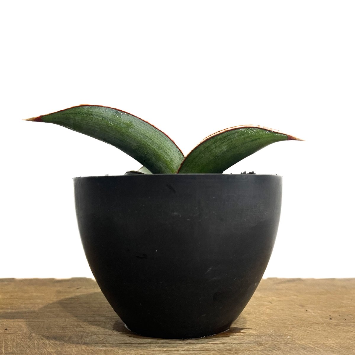 サンセベリア lav.24561「Sansevieria lav. 24561」6/1-715