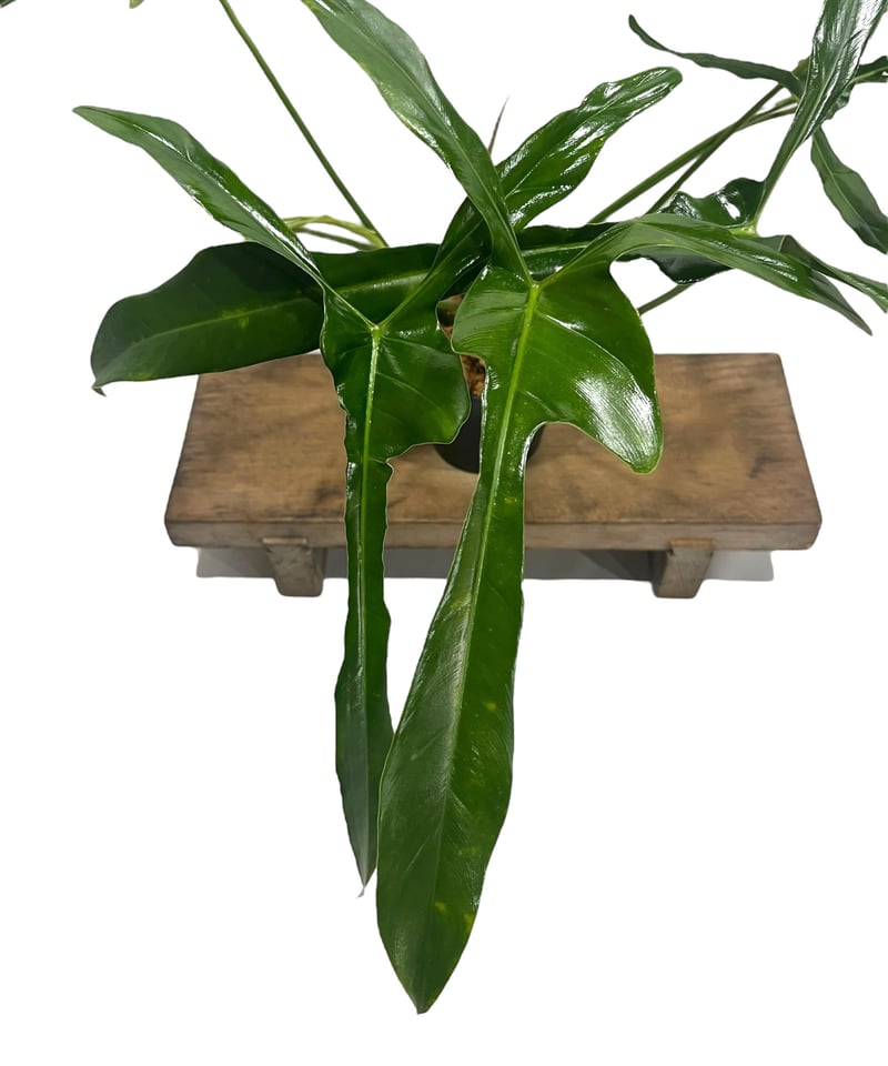 フィロデンドロン ロンギロバトム 'レラノ ミヤノ' 「Philodendron