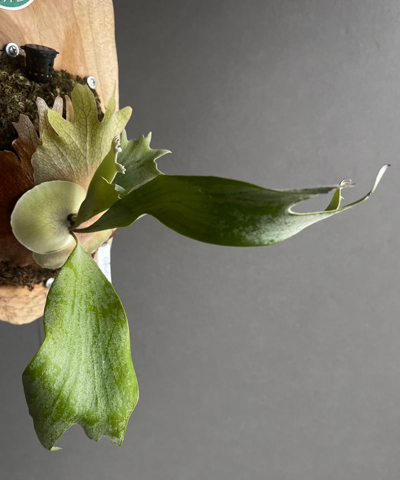 ビカクシダ ポルンガ (子株) by Stem Fern 「Platycerium Poru